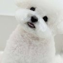 블루맘펫살롱 이미지