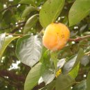 달콤홍시 이미지