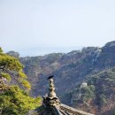 산속애견 이미지