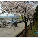 꽃보라동산 이미지