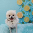 니니 애견 미용실 이미지