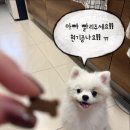 데디펫 | [내돈내산]슬개골 탈구 걱정되는 포메라니안, 관절영양제 급여 후기 재구매한 이유!