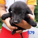 강아지마을 이미지