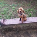 pet59누6881 | 카미 cami ::강아지성격유형검사(MBTI)받아보기