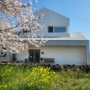 계절회관 | 4월 벗꽃계절 가장예쁜까페 녹산로 양과자회관 내돈내산후기