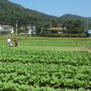 이재선농장 이미지