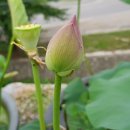 축령산건강원