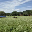 봉평메밀 이미지