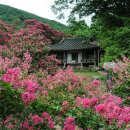 진분홍 배롱나무꽃으로 수놓은 황홀한 여름, 담양 명옥헌 원림 - 추천! 가볼 만한 곳 이미지