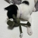 똥꼬발랄 이미지