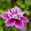 알씨꾸미기 : 소프트포커스 (김원숙) 이미지