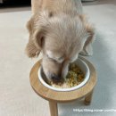 퍼스널댕댕 이미지