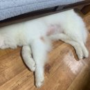 샤워하시개 이미지