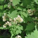 국수나무 이미지