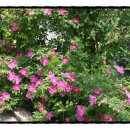 달뜨는언덕 이미지