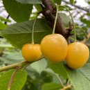 주일농장 이미지