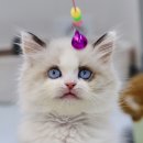 김포고양이분양 맘스캣 이미지