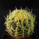 선인장 - Crested Stapelia Variegata Carrion ......Denmoza rhodacantha v. erythrocephala, .Discocactus hartmannii 15 이미지