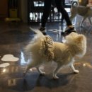 웨그(Wag) 이미지