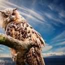 부엉이샵 이미지