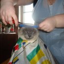 냥이시대 이미지