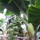 제주 바나나 재배 농장 이미지