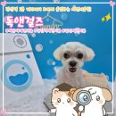 스타일 독-진교애견샵 | 해운대애견미용 | 2대째 운영하는 독앤걸즈, 장산역 1분 거리에서 시원한 전체미용, 고유가 지원금 사용...