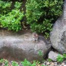 곰배령새소리 이미지