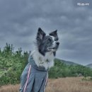 제주 오름 산책 이미지