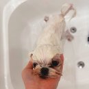 강아지미용실 이미지