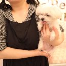 베베시앙 이미지