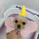 댕데이지 이미지