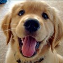 웃는 강아지 이미지