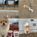 주식회사 펫드림월드 | 대구 근교 반려견 놀이터 의성펫월드 애견동반여행 강아지 테마파크
