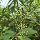 스리랑카 True Cinnamon(실론계피) 드디어 꽃을 피우다. 이미지