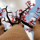 환상의섬 이미지