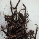 천식, 마른기침, 가래, 만성폐쇄성 폐질환, 기관지확장증에 해천산(咳喘散), 해천고(咳喘膏), 해천단(咳喘丹)만들기 이미지