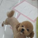 펫아지트 이미지