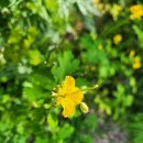 장수읍 싸리재로 | [장수군 장수읍, 계남면, 번암면] 작은 싸리재, 무릉...길), 동화+덕산임도, 장안산 임도 라이딩 후기