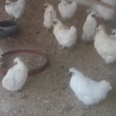 태성농장2 이미지