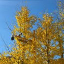 편백나무펜션 | 축령산 250만 그루의 편백나무숲 🌲 단풍 등산후기⛰️ 장성 가볼만한 곳/가을등산복