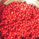 앵두나무우물가에 이미지