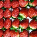 김은희농장 이미지