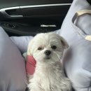 키다리동물병원 이미지