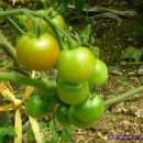[토마토 효능] 토마토 100% 활용하기(토마토에 관한 상식)(2) 이미지