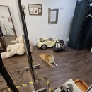 착한언니 애견살롱 | 부록 셀프스튜디오 성남위례점, 애견동반, 아기와 함께 가족사진 내돈내산 촬영 후기