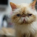 센텀동물병원 이미지