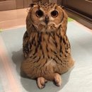 부엉이 PC방 이미지