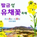신기리 도로변 | 신안 섬여행 가볼만한곳 팔금섬 유채꽃축제&amp; 암태면 신기리 벚꽃