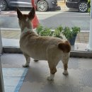 지오애견미용샵 이미지